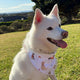 Christmas Pups Dog Bandana - Thumbnail 12