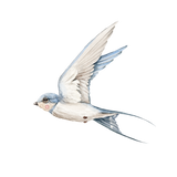 Set Sail and Sweet Swallows