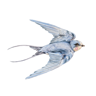 Set Sail and Sweet Swallows